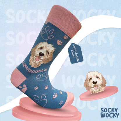 Bild von Labradoodle Crem