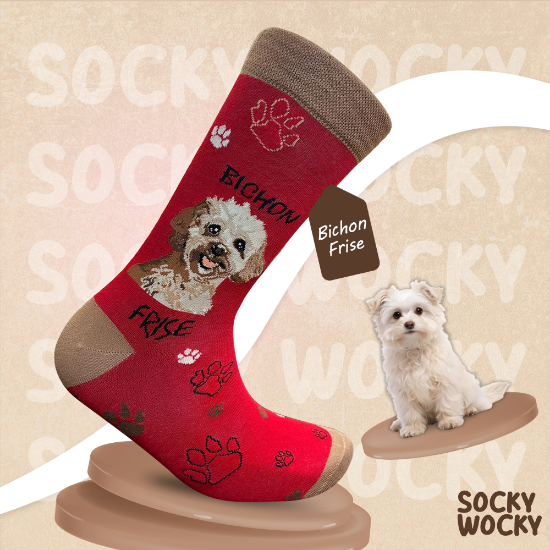 Bild von Bichon Frise