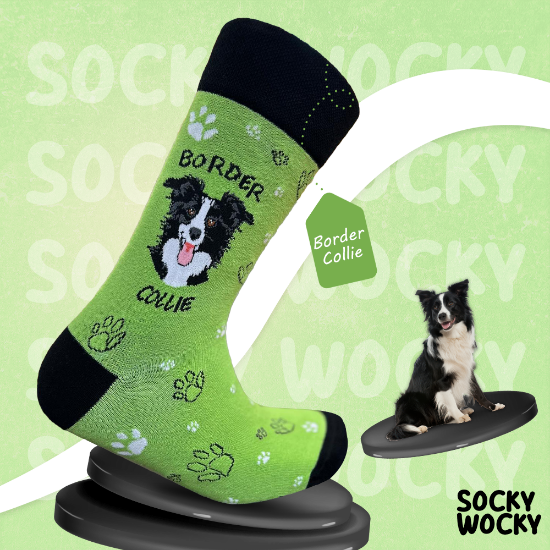 Bild von Border Collie