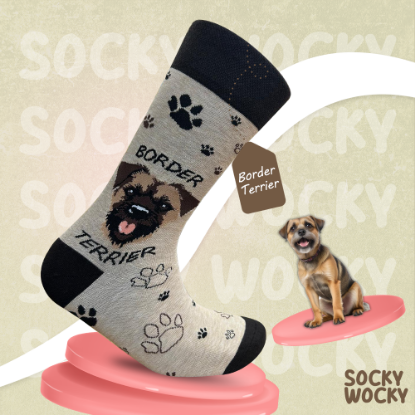 Bild von Border Terrier