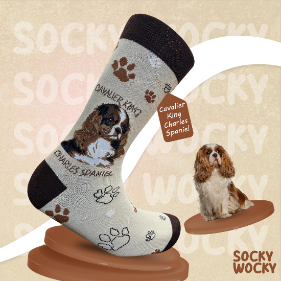 Bild von Cavalier King Charles Spaniel