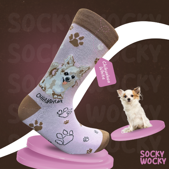 Bild von Chihuahua White