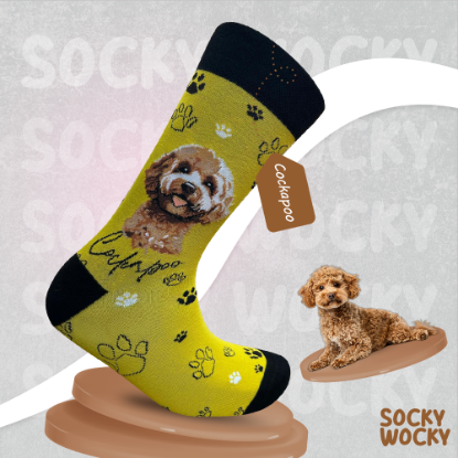 Bild von Cockapoo Portre