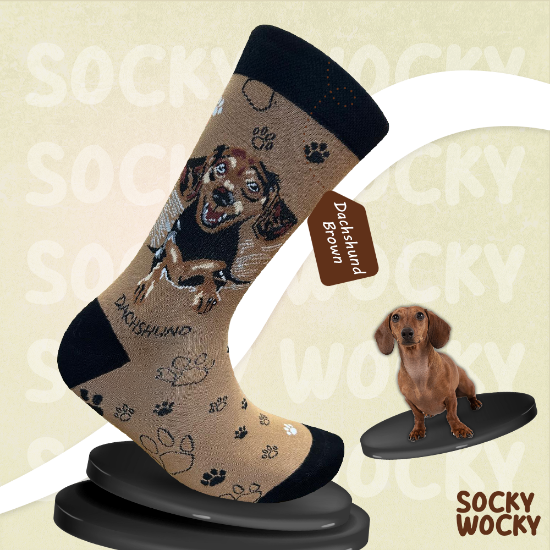 Bild von Dachshund Brown