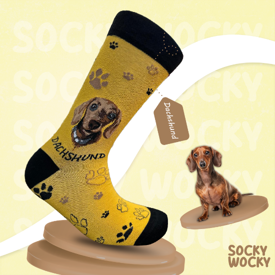 Bild von Dachshund Yellow