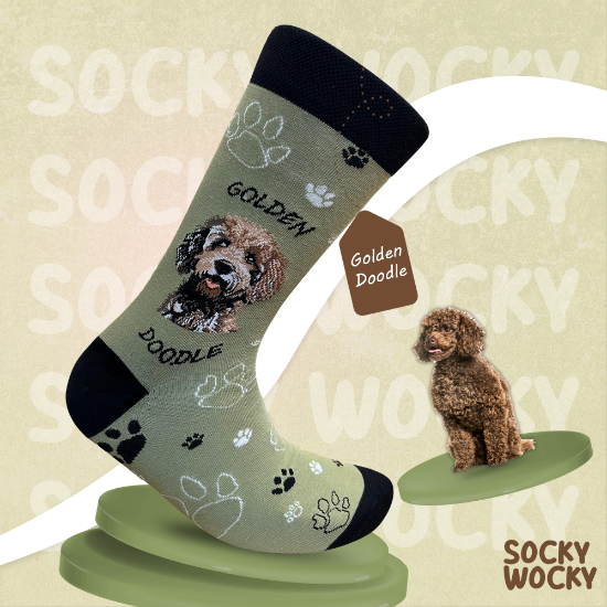 Bild von Golden Doodle