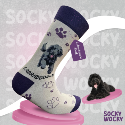 Bild von Labradoodle Black