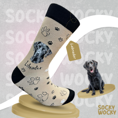 Bild von Labrador Black