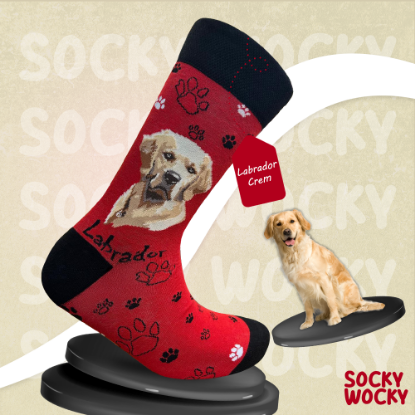 Bild von Labrador Crem