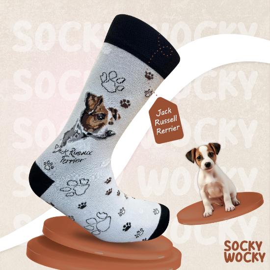 Bild von Jack Russell Terrier