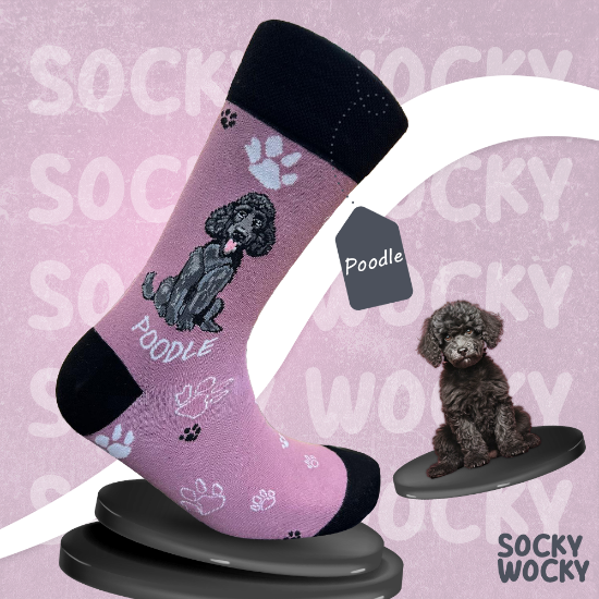 Bild von Poodle Black