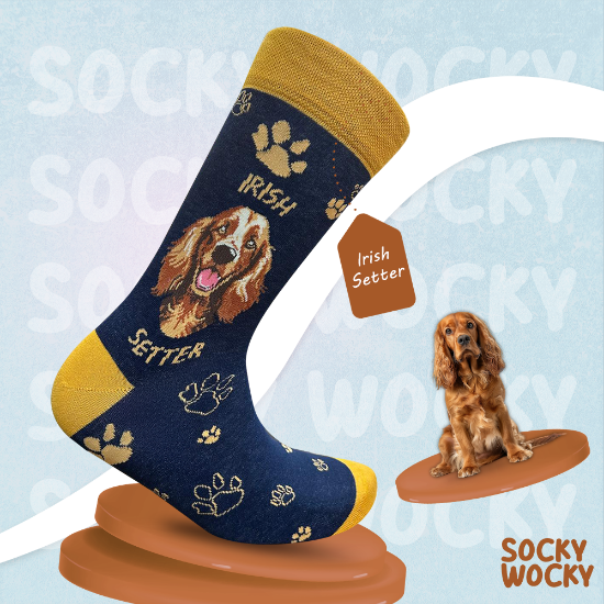 Bild von Irish Setter