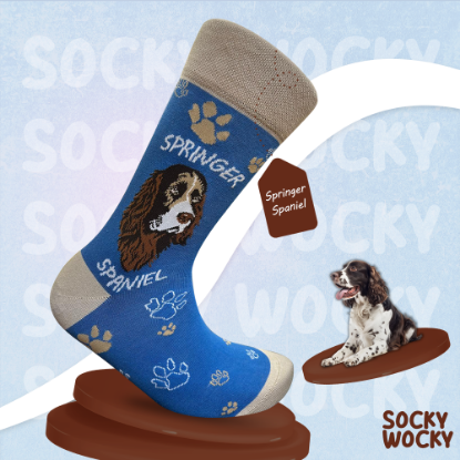 Bild von Springer Spaniel