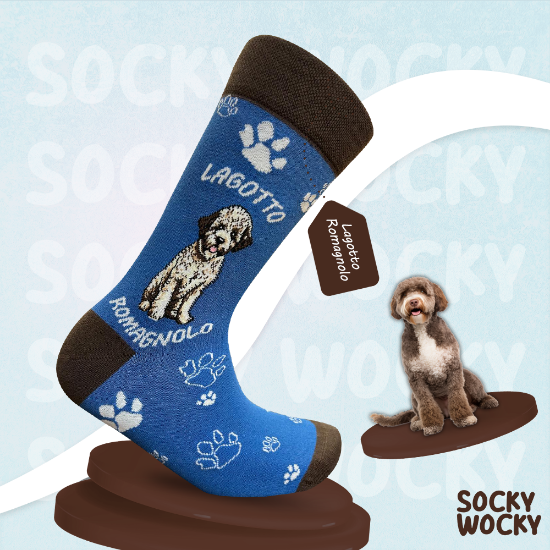 Bild von Lagotto Romagnolo